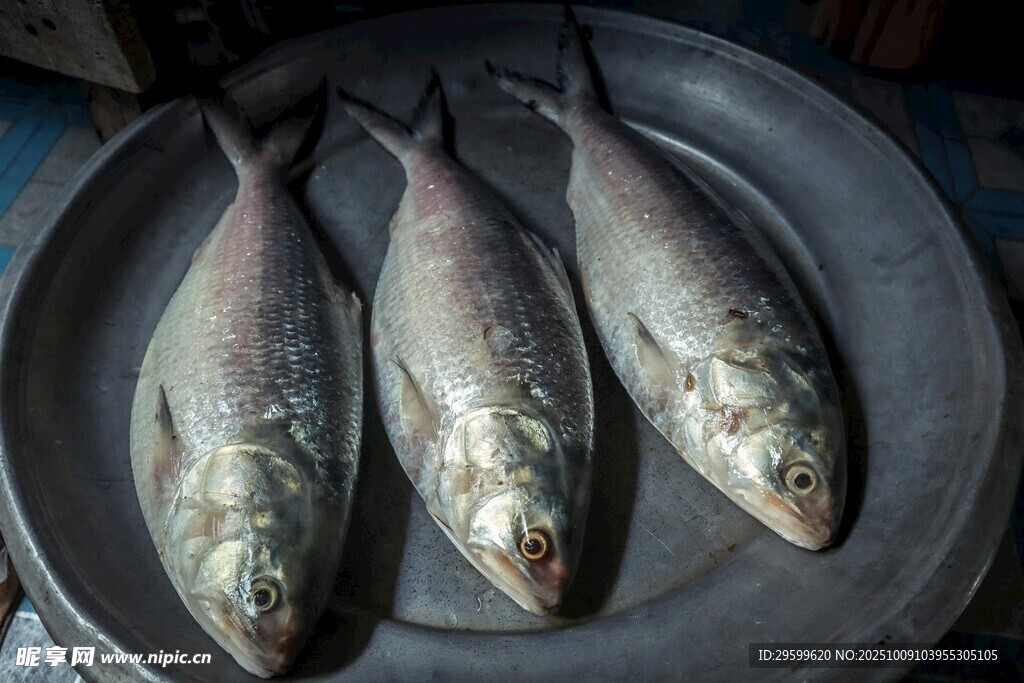 盤中鮮魚