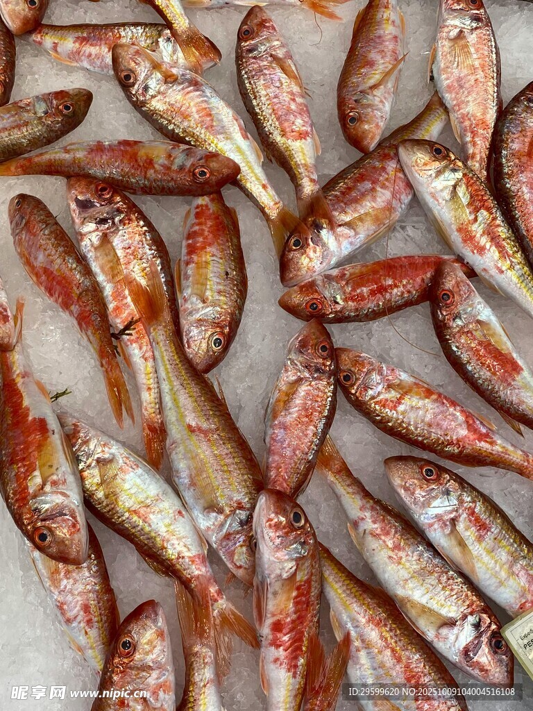 新鮮多樣的魚類陳列