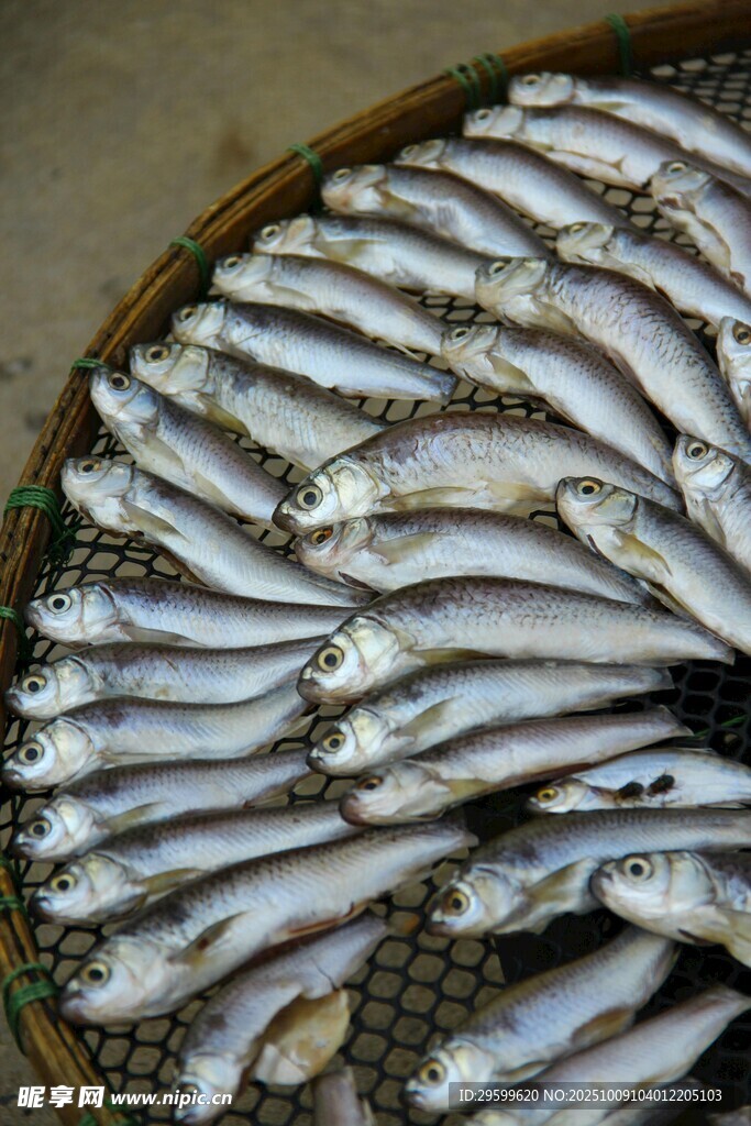 竹筐內(nèi)的鮮魚整齊排列