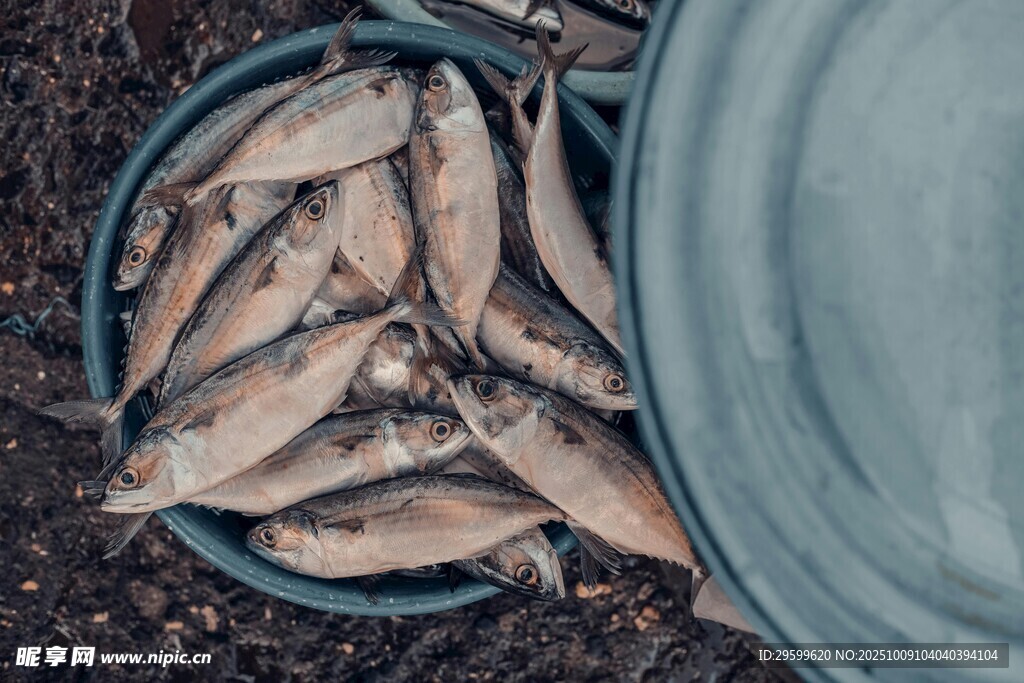 盆中鮮魚待售