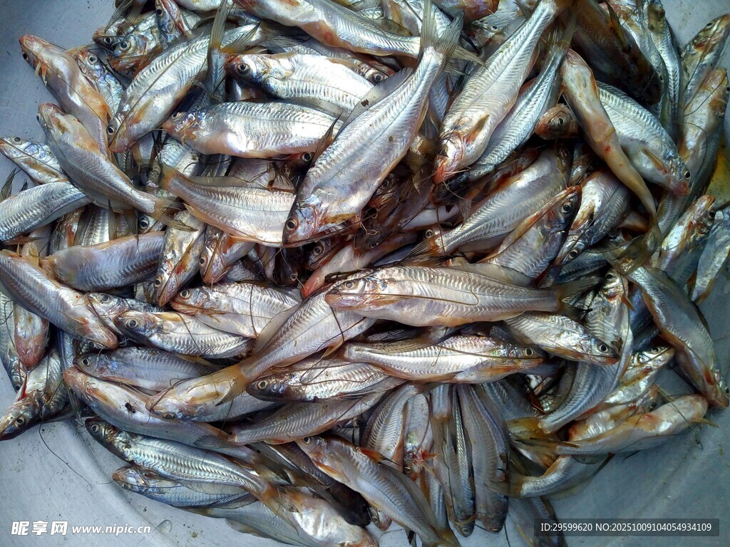 一堆新鮮小魚