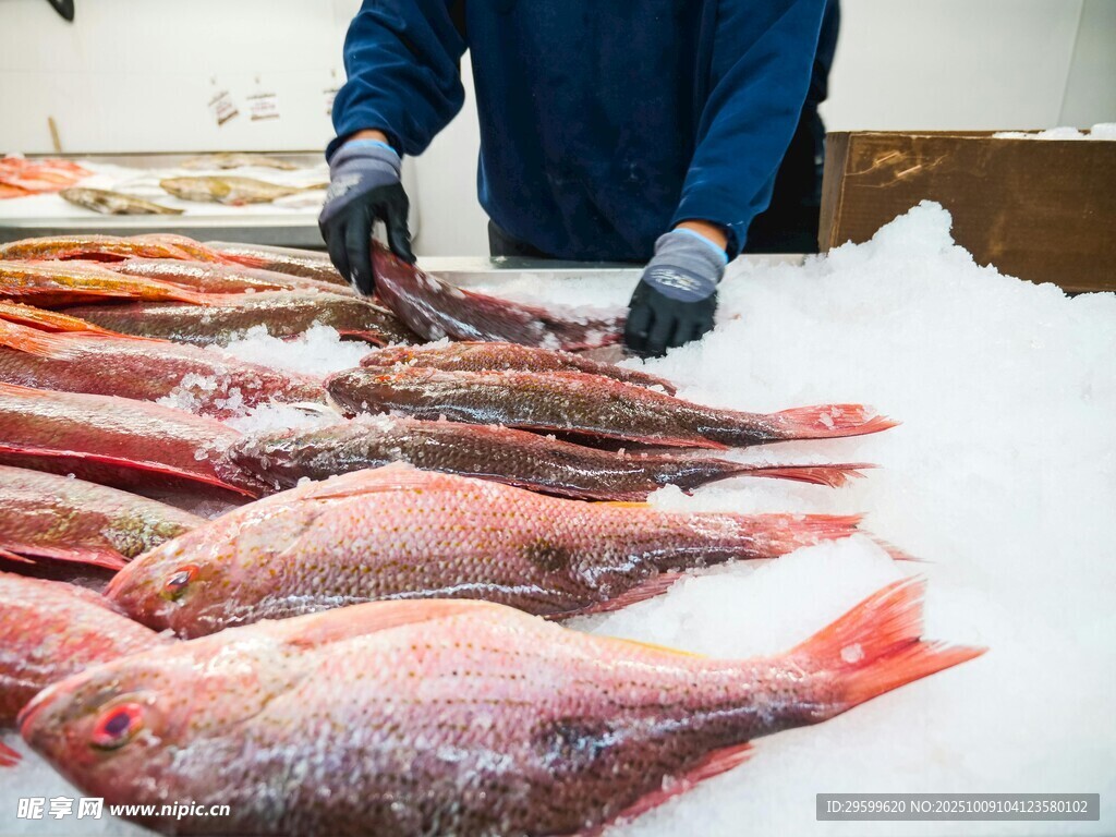 工人處理冰鮮多樣海魚