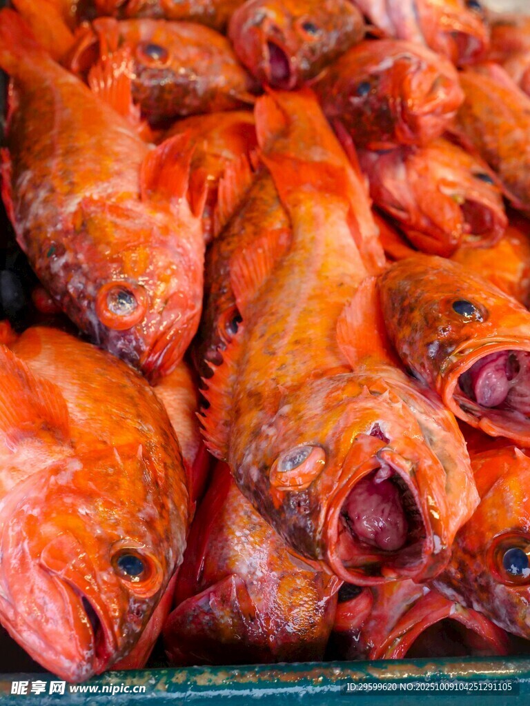 新鮮紅魚堆疊