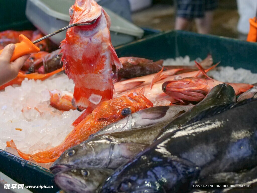 冰鮮海魚 