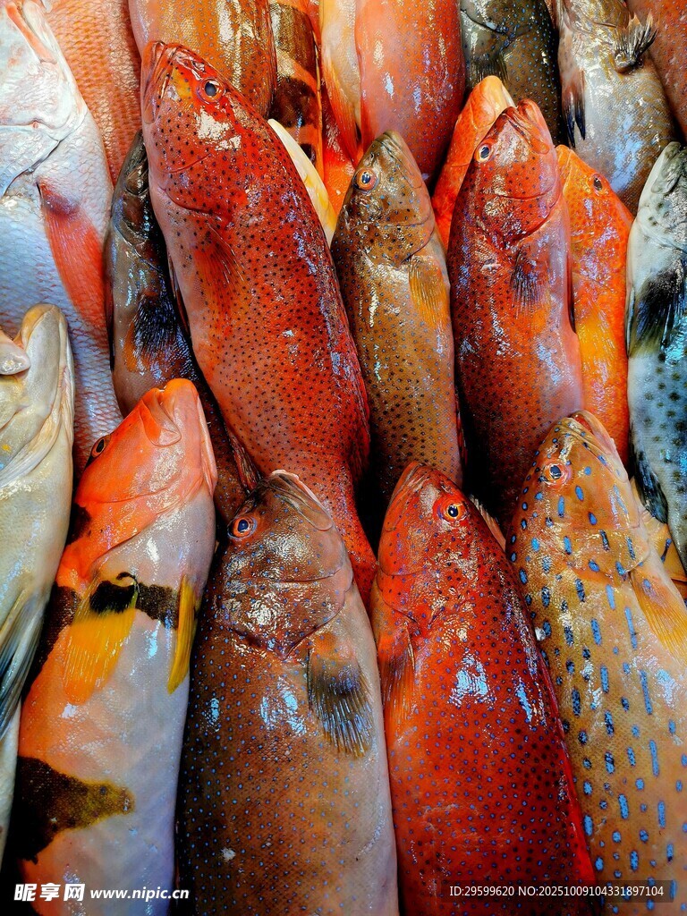 多彩鮮魚展示