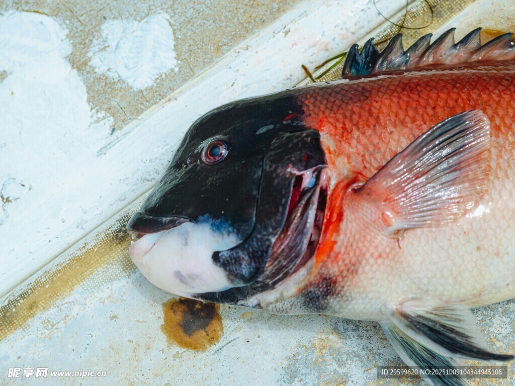 紅黑相間魚特寫