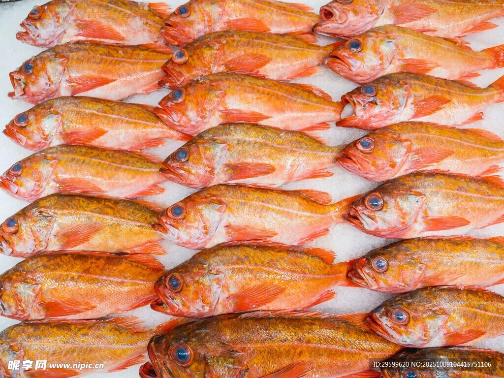 整齊排列的新鮮海魚