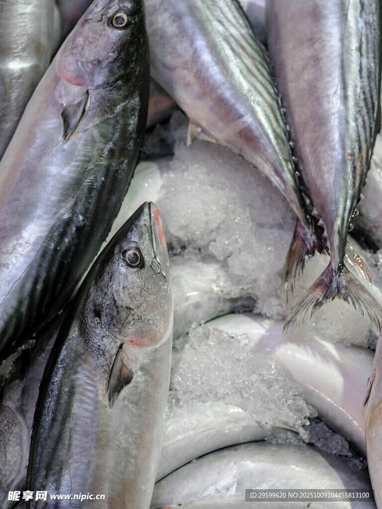 新鮮海魚堆疊