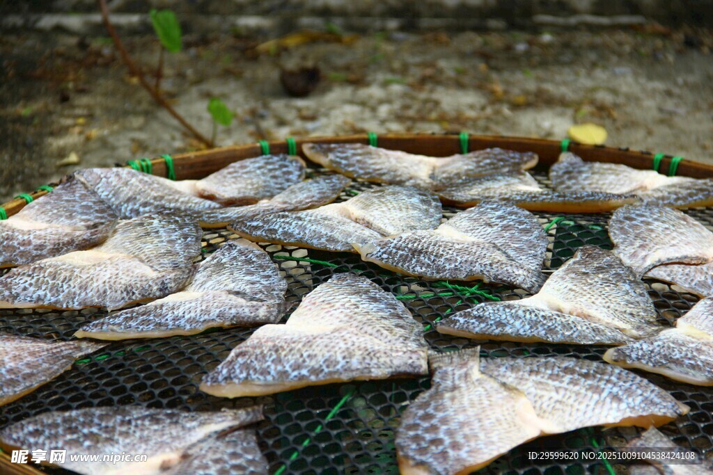 漁網(wǎng)中堆疊的斑點(diǎn)小魚