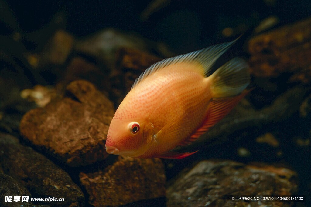 橙紅觀賞魚于石間悠游