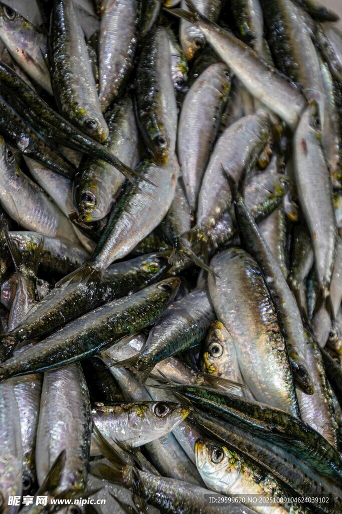 大量鮮魚(yú)堆疊