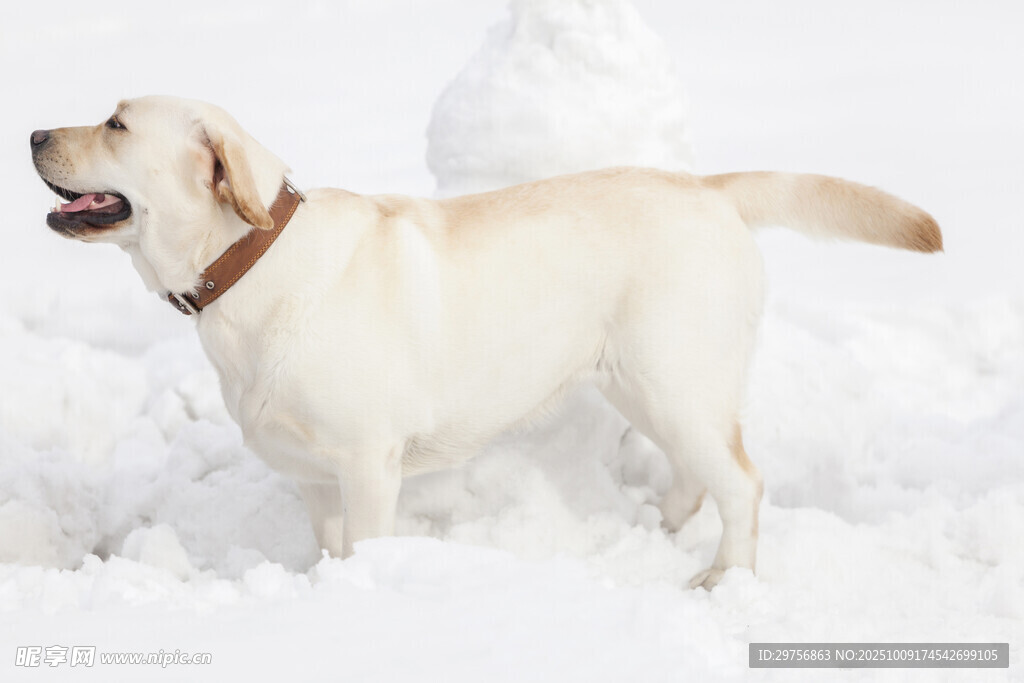 雪地中的拉布拉多犬