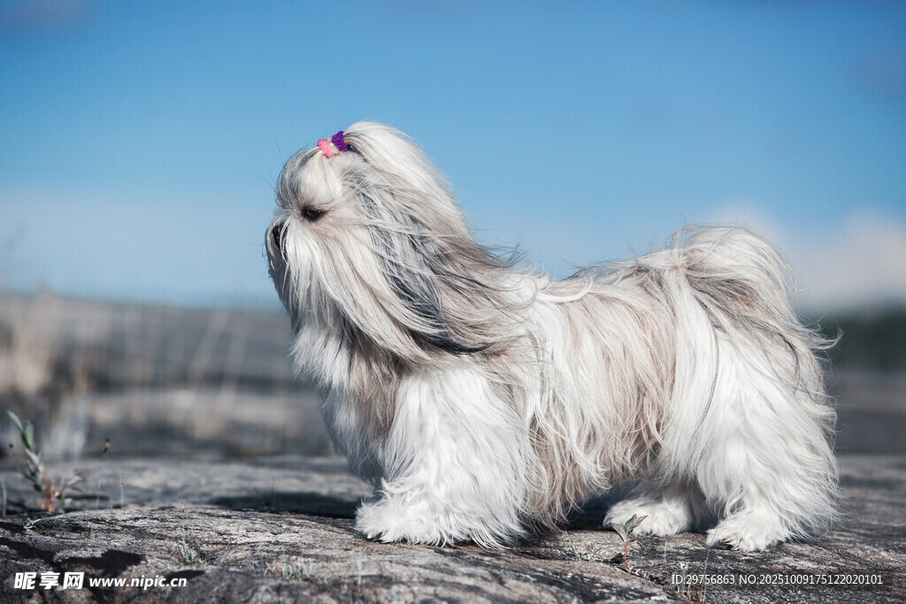 可愛長毛犬戶外站立