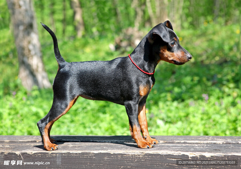 黑色杜賓犬站立于戶外