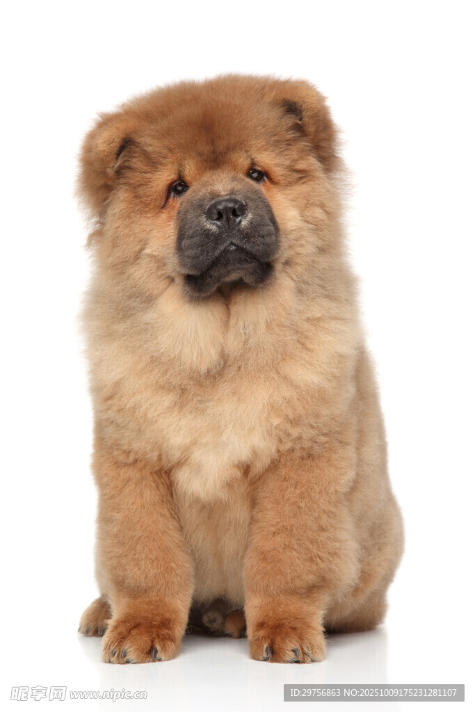 可愛松獅犬端坐