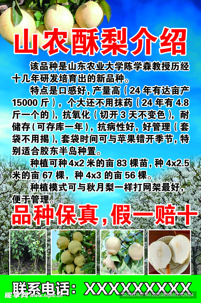 山農(nóng)酥梨介紹