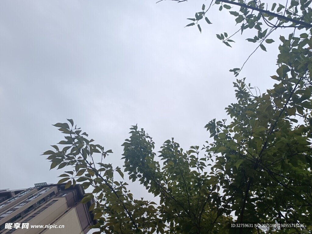 屋頂旁的綠樹與灰蒙天空