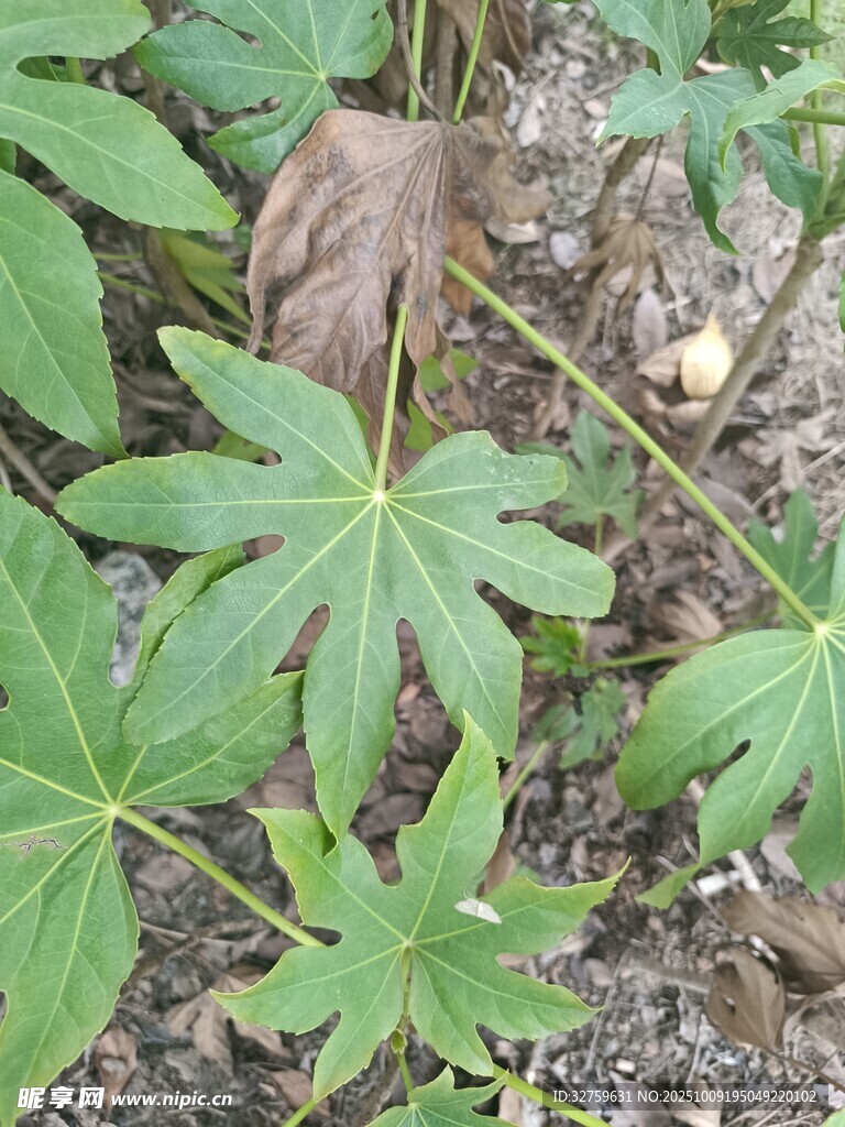 野外生長(zhǎng)的蓖麻植物