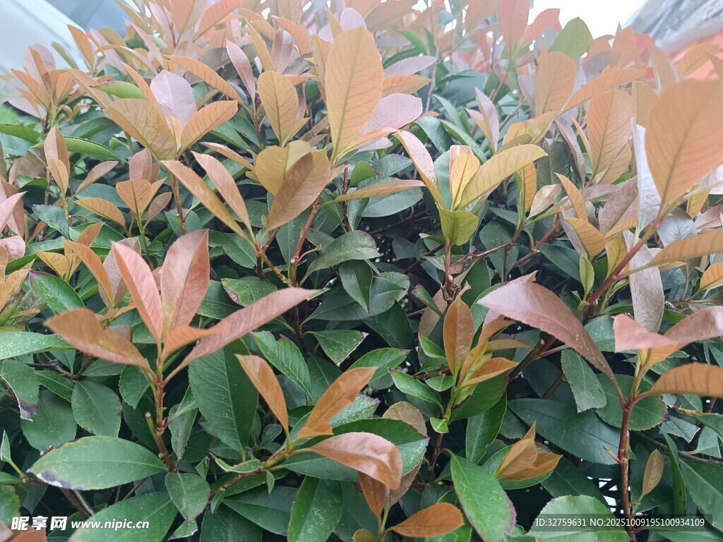 紅葉石楠綠植特寫