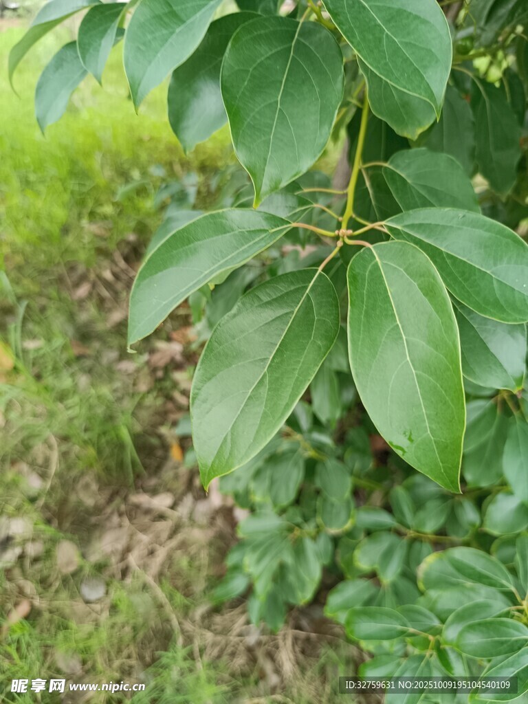 綠葉繁茂的枝頭景象