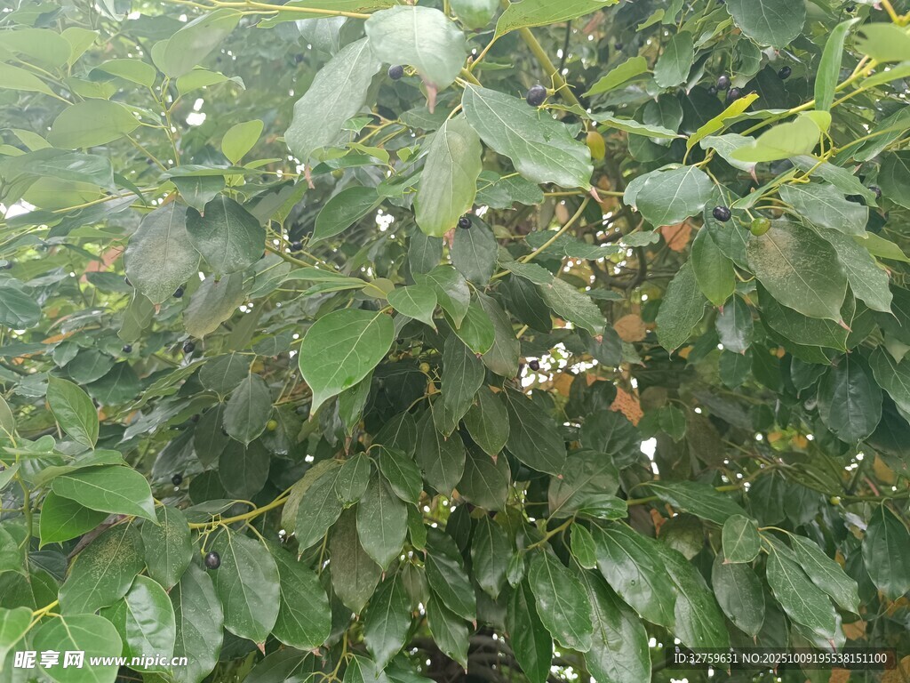 綠葉叢中的白色果實(shí)