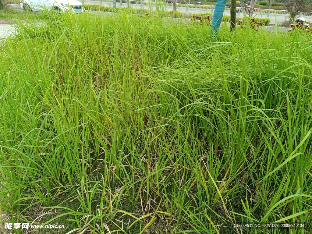 田野間的茂盛綠色野草