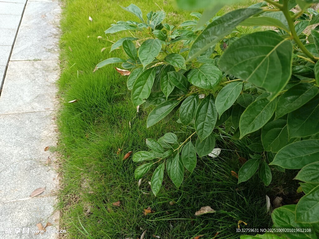 路邊翠綠植物生機盎然