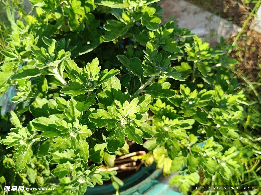綠葉叢中的蜜蜂