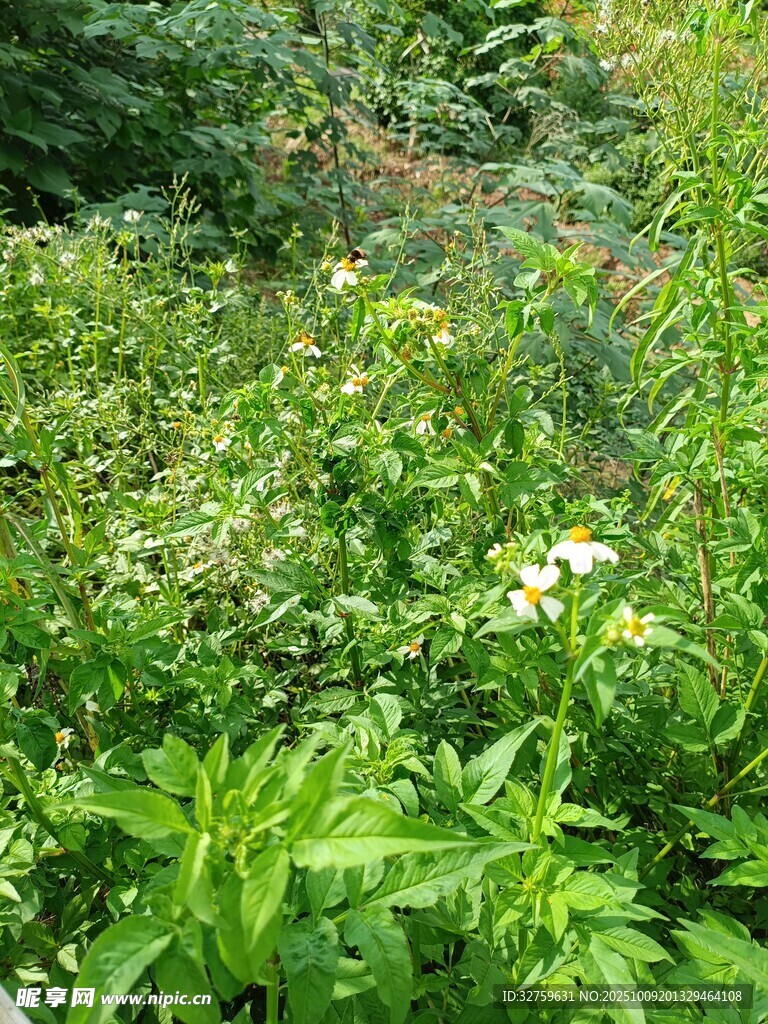 繁茂綠植中的白色小花