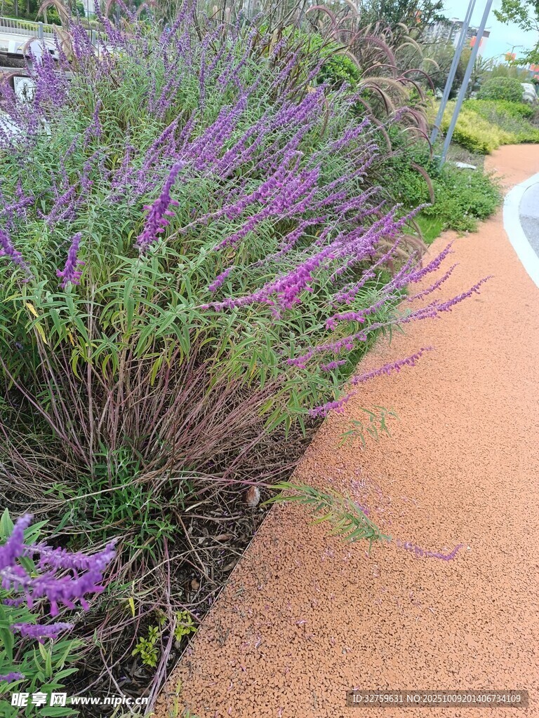 路邊紫色花卉景觀