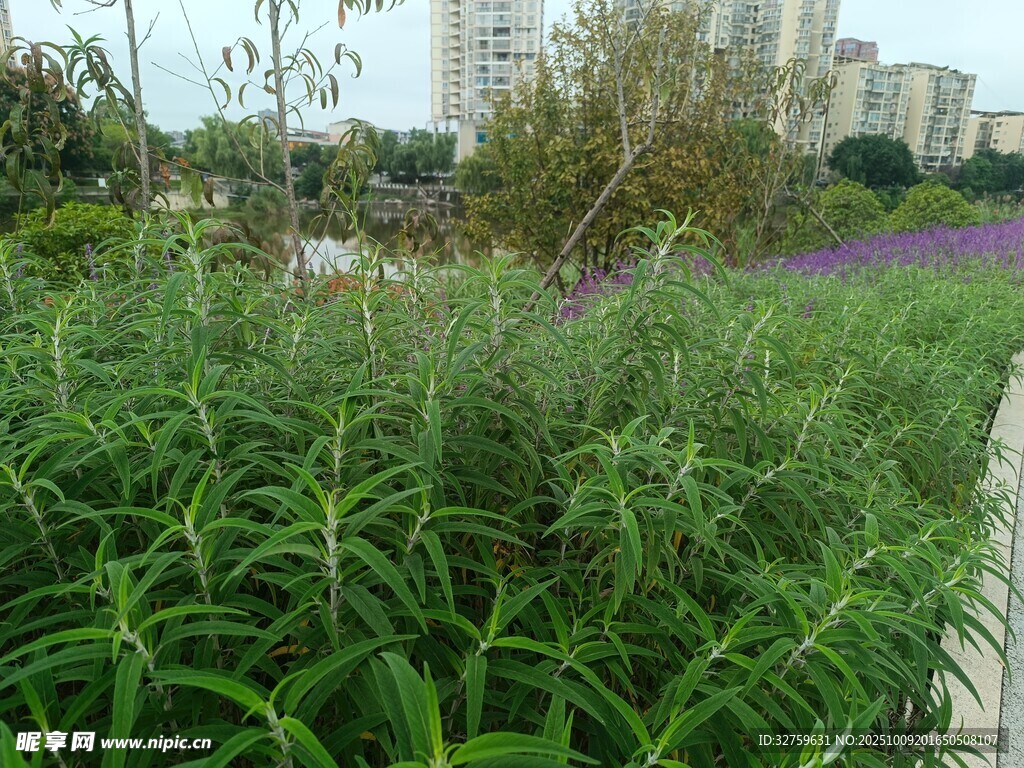 城市中茂盛的綠色植物景觀