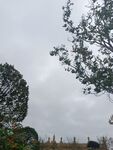陰天里的樹木與遠(yuǎn)處建筑