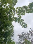 仰視繁茂綠樹與天空