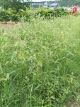 野外繁茂的綠色植物景象