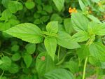 綠葉間的清新植物景象