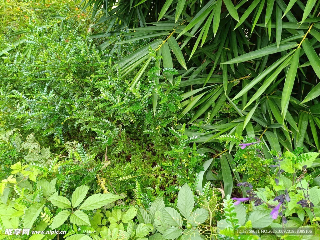 繁茂綠植景觀