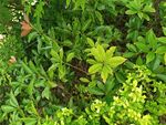 繁茂綠植景觀