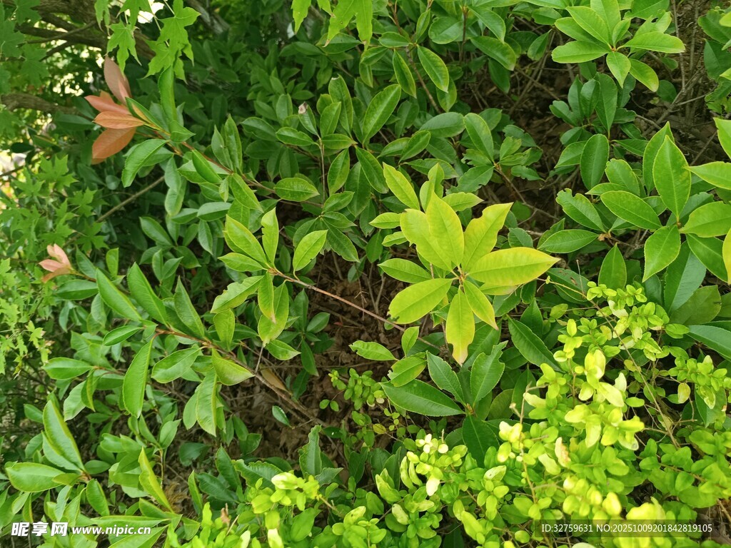 繁茂綠植景觀