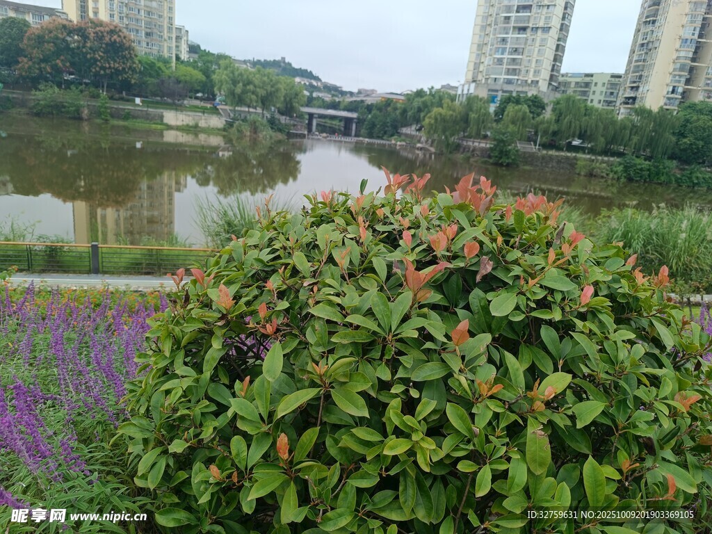 河畔綠植景觀