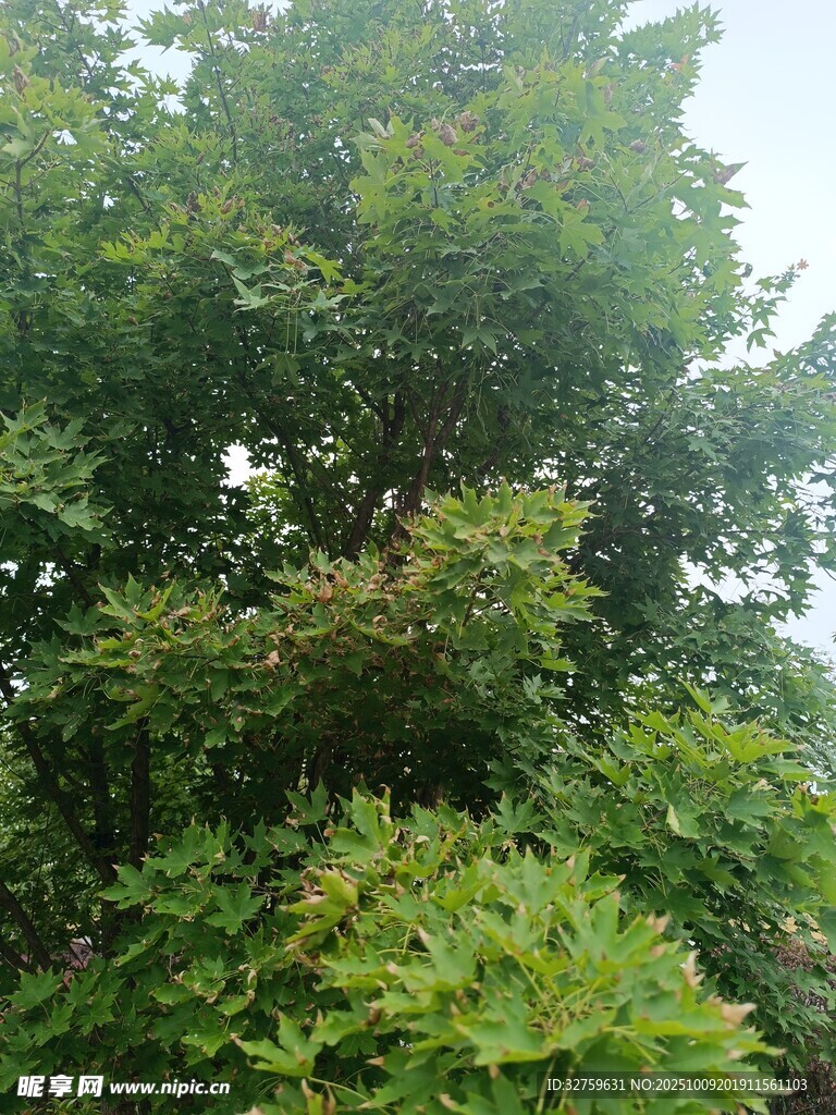繁茂綠樹(shù)展現(xiàn)自然生機(jī)