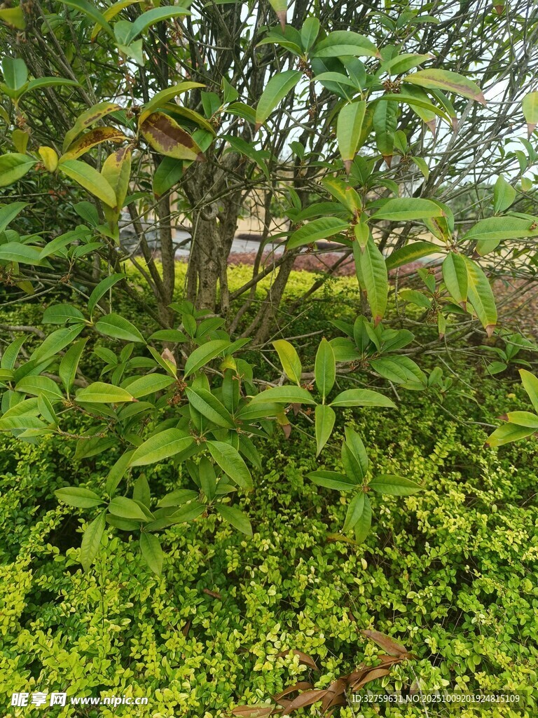 繁茂綠植景觀
