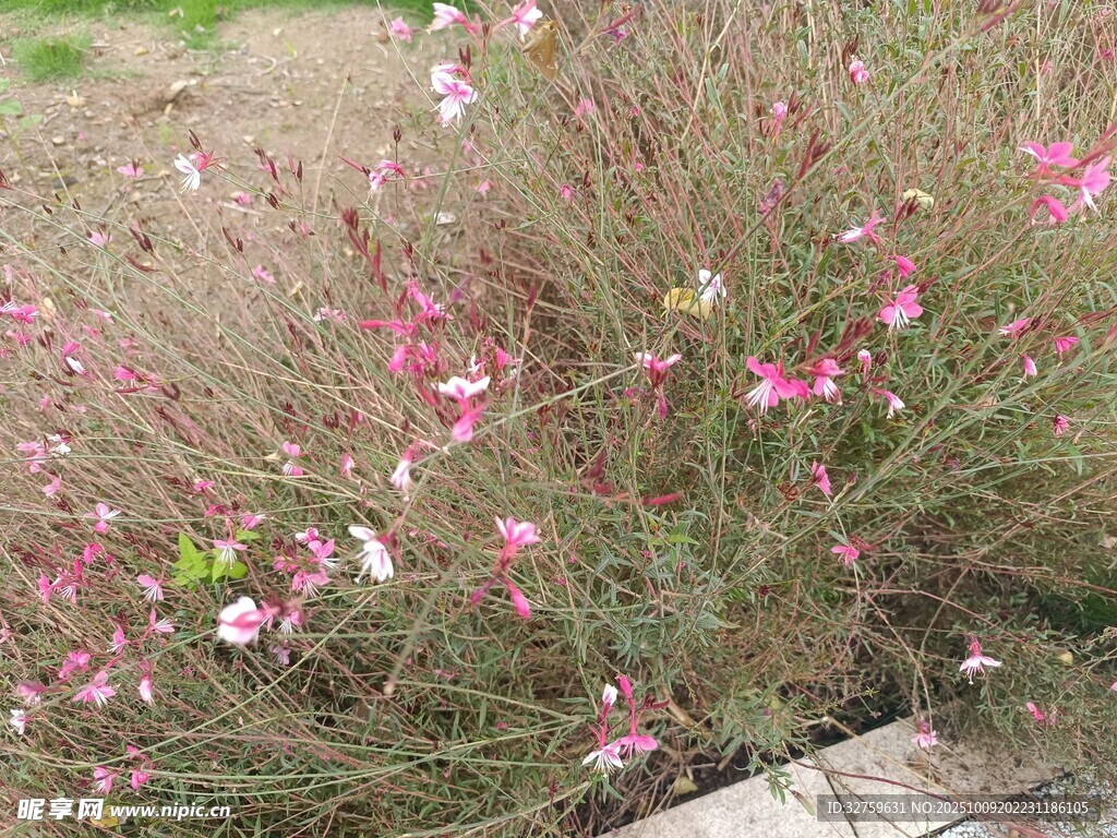 粉色小花叢