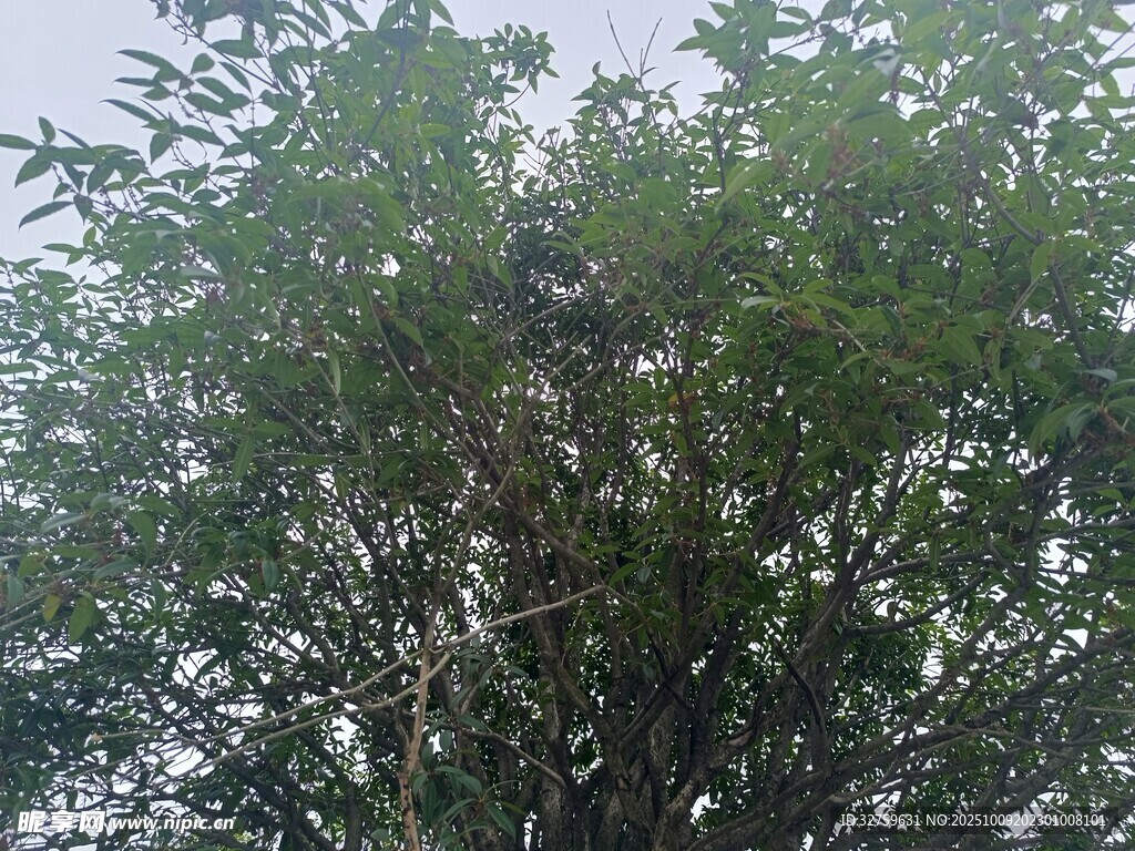 樹(shù)上棲息的鳥(niǎo)兒