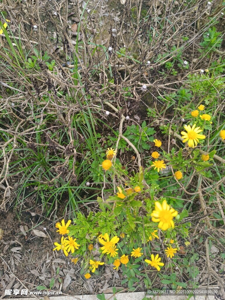 草叢中的黃色小花