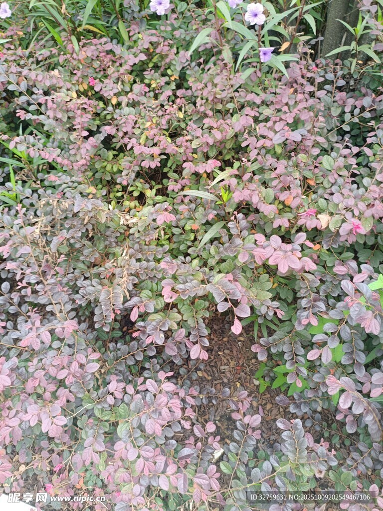 繁茂多彩的花卉植物景觀
