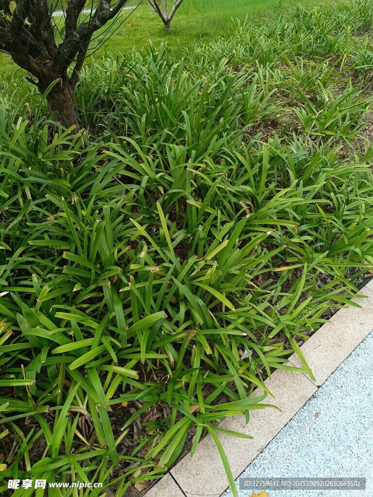 樹下蔥郁綠草