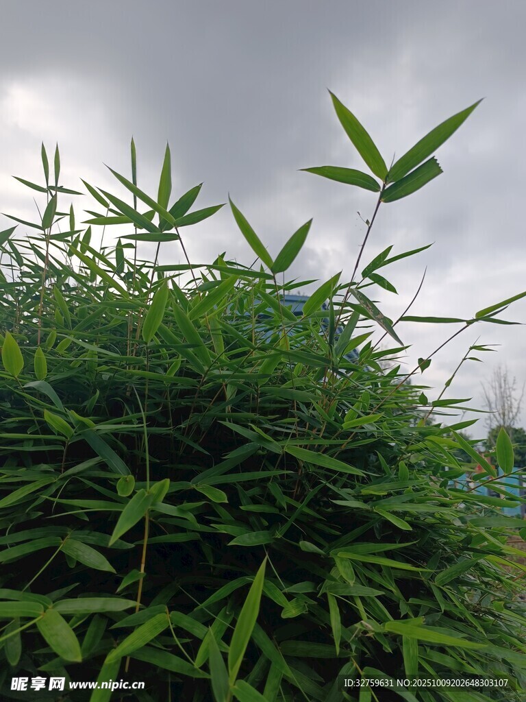 翠綠竹林 