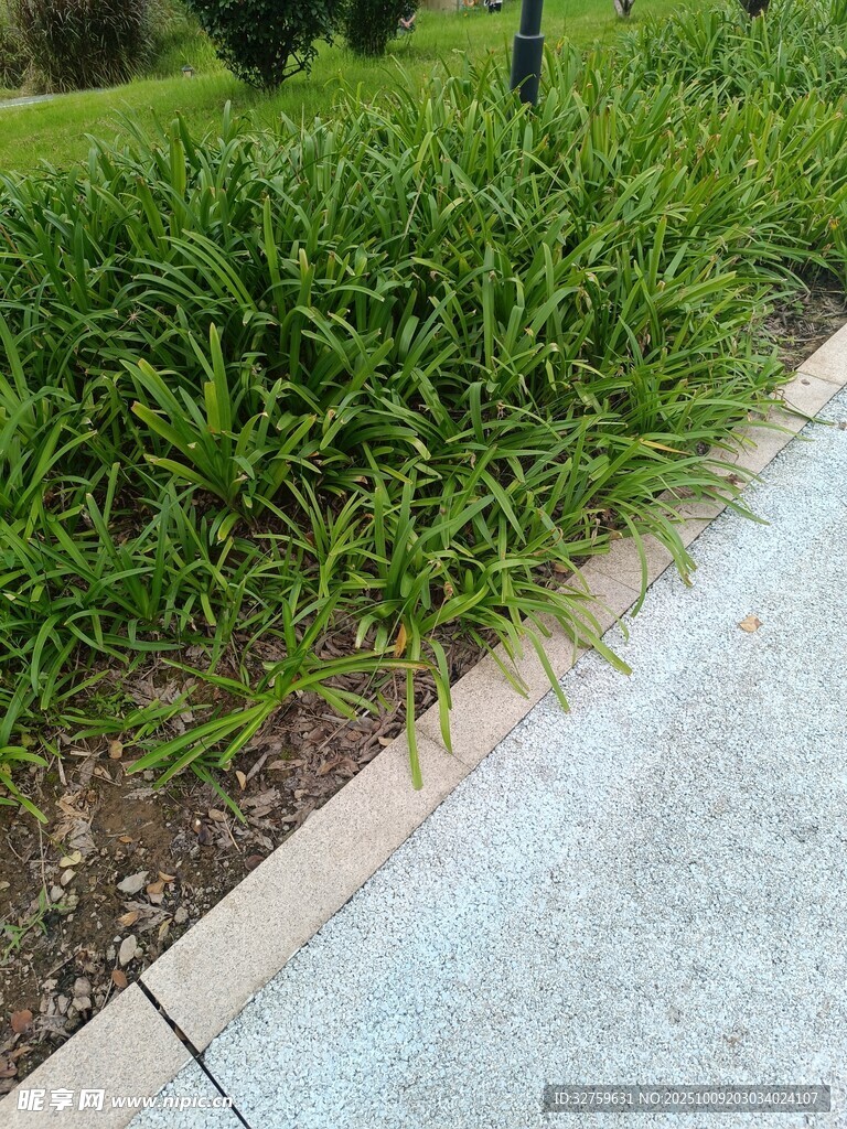 路邊翠綠草叢景觀
