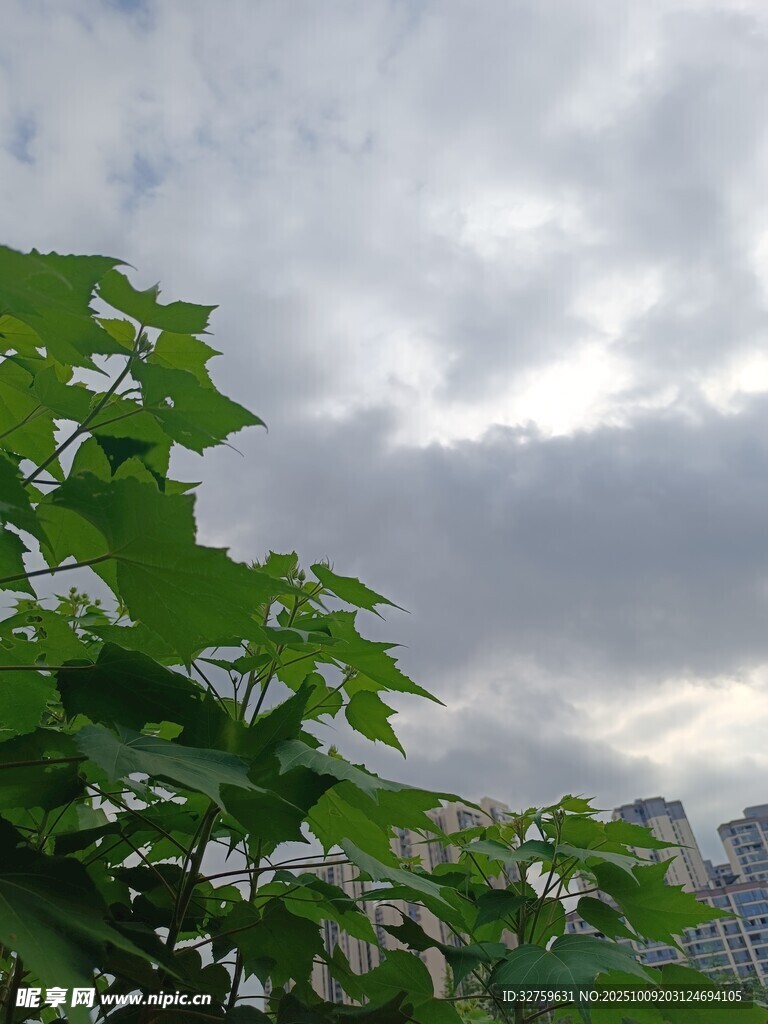 綠葉映襯下的多云天空