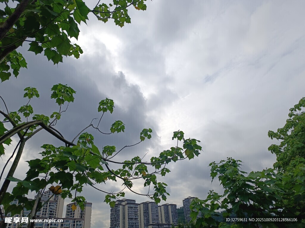 陰天綠樹間的城市景象